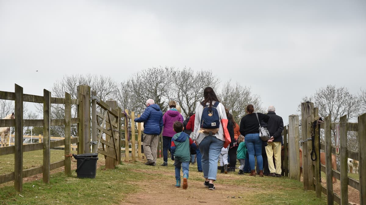 Mare And Foal Sanctuary Launches New Open Days Uk